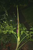 Dracunculus vulgaris RCP05-07 059.jpg